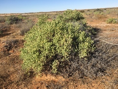 Tecticornia halocnemoides