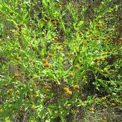 Helenium microcephalum