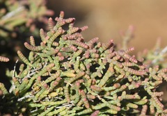 Tecticornia pergranulata