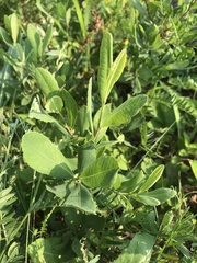 Myrica
