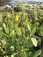 Myrica