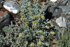 Artemisia alaskana
