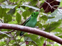 Calyptomena viridis