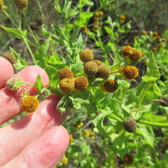 Helenium microcephalum