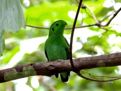 Calyptomena viridis