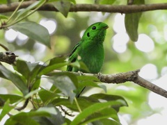 Calyptomena viridis