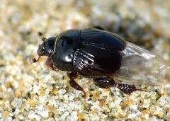 Reichardtia pedatrix