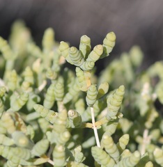 Tecticornia halocnemoides