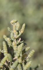 Tecticornia halocnemoides