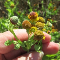 Helenium microcephalum