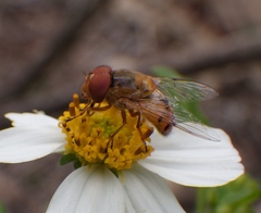 Copestylum sexmaculatum