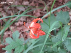 Lilium distichum