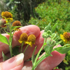 Helenium microcephalum