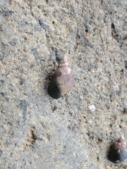 Littorina plena