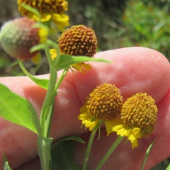 Helenium microcephalum