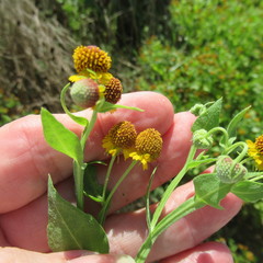 Helenium microcephalum
