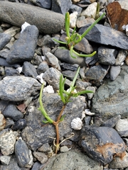 Spergularia canadensis