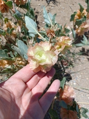 Tripterocalyx micranthus