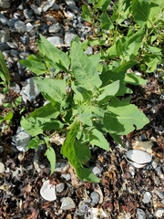Atriplex gmelinii