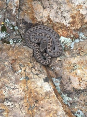 Crotalus pricei
