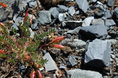 Oxytropis huddelsonii