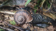 Cyclophorus ateribalteiformis