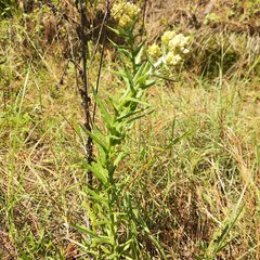 Pseudognaphalium viscosum