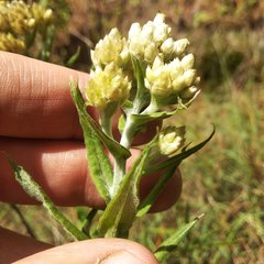Pseudognaphalium viscosum