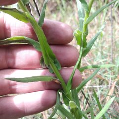 Pseudognaphalium viscosum
