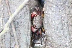 Neosarmatium fourmanoiri