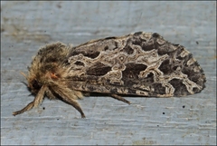 Oncopera intricoides