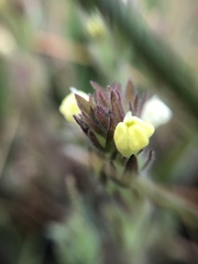 Castilleja tenuis
