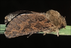 Oncopera rufobrunnea