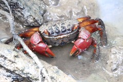 Neosarmatium fourmanoiri