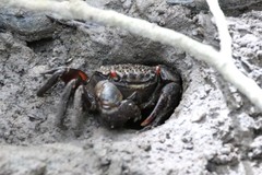 Neosarmatium fourmanoiri