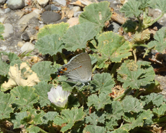 Strymon melinus franki