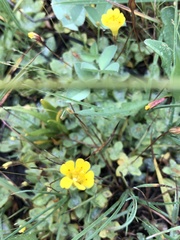 Erythranthe primuloides