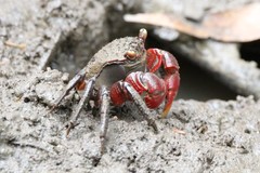 Neosarmatium fourmanoiri