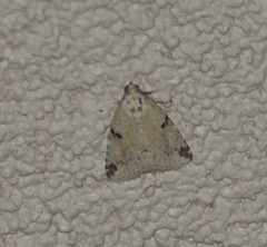 Maliattha concinnimacula