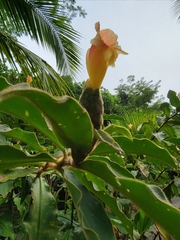Costus allenii