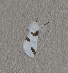 Euerythra trimaculata