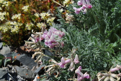 Oxytropis arctica murrayi
