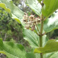 Asclepias pringlei