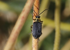 Trirhabda geminata