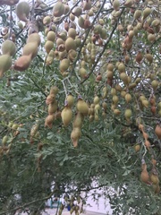 Sophoreae