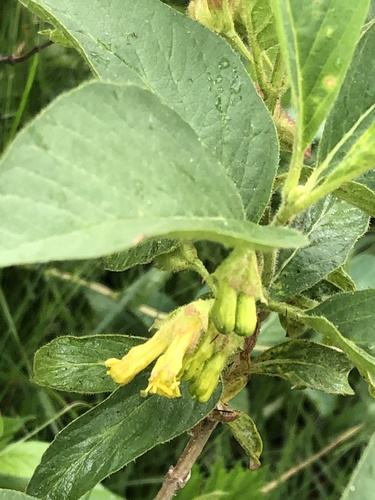 Lonicera involucrata