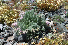 Oxytropis arctica murrayi