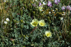 Papaver radicatum kluanense
