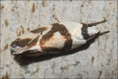 Eremnotypa steriphota