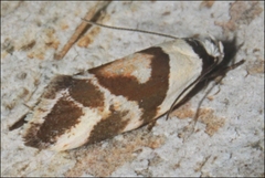 Eremnotypa steriphota